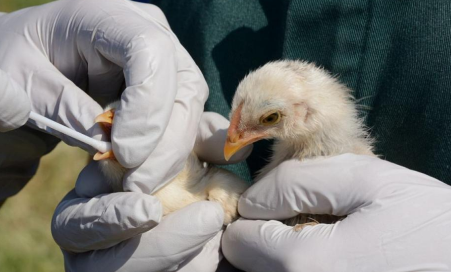 Ново огнище на птичи грип откриха край Хасково, избиват 390 000 пилета