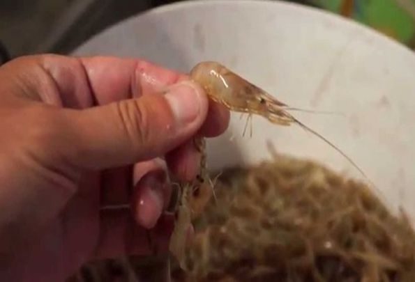 Русенски рибари уловиха скариди във водите на Дунав