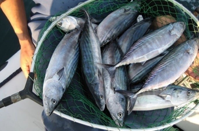 Ето какво се случва по родното Черноморие - рибарите ликуват