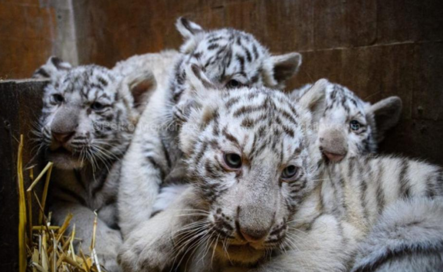 Четири бели тигръчета се родиха във варненския зоопарк