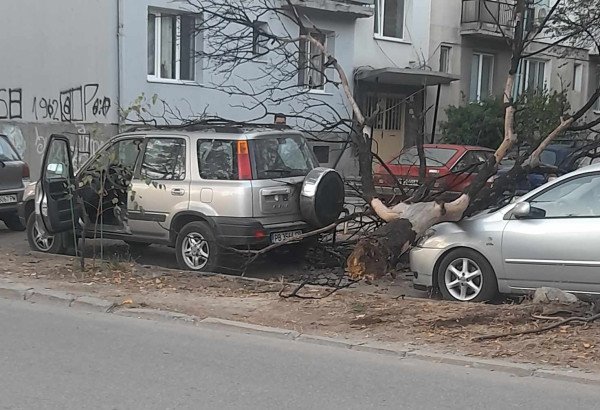 ОПАСЕН ИНЦИДЕНТ: Дърво падна върху две коли в Пловдив