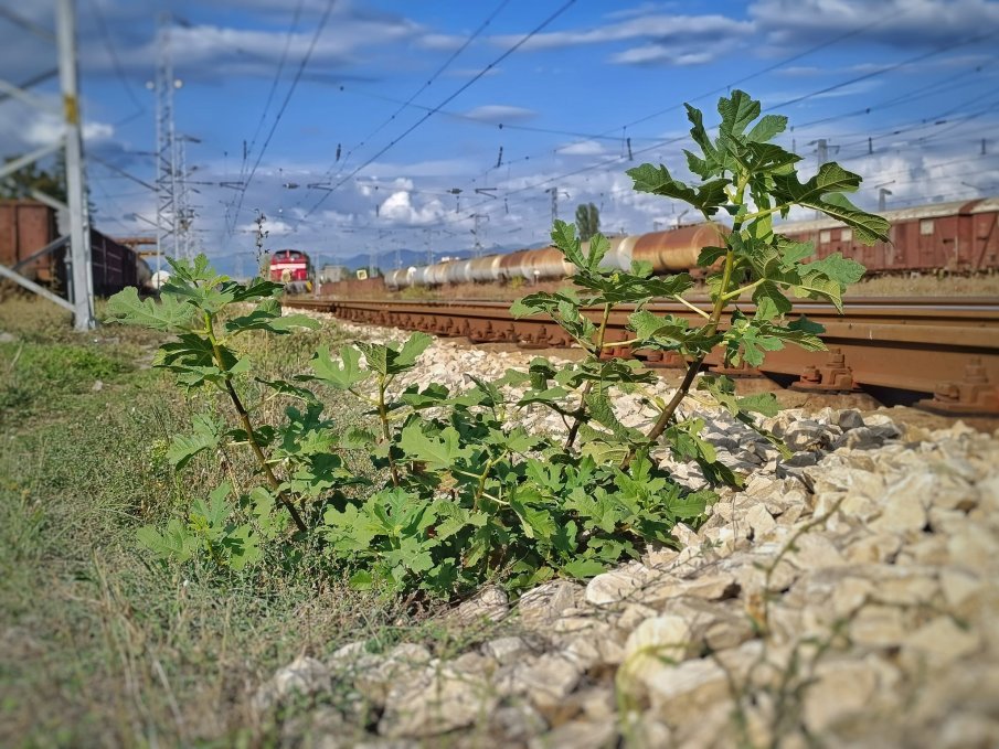 Влак удари момиче край Благоевград, починало е на място