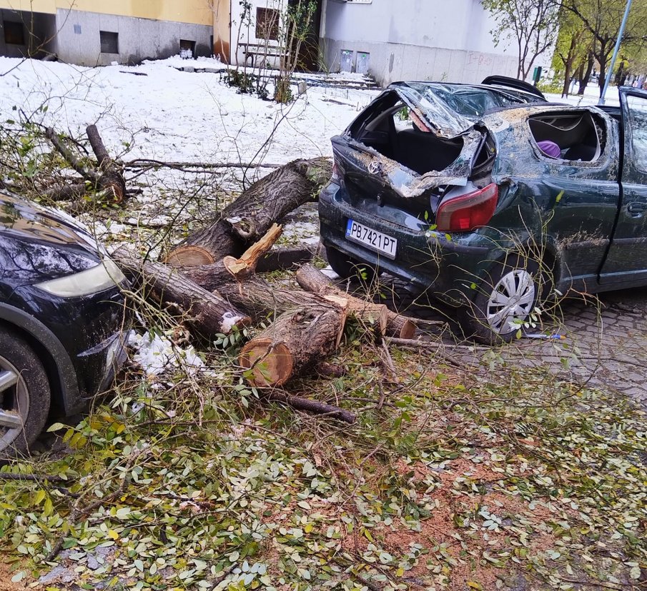ЗИМНА СТИХИЯ: Над 100 коли увредени от паднали дървета в Пловдив (СНИМКИ)
