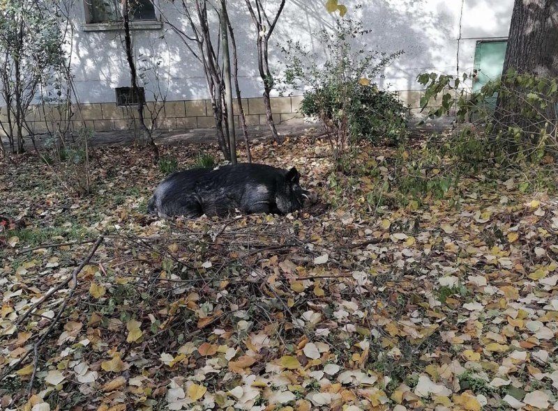 Глиган си спретна обиталище между блокове в Пловдив