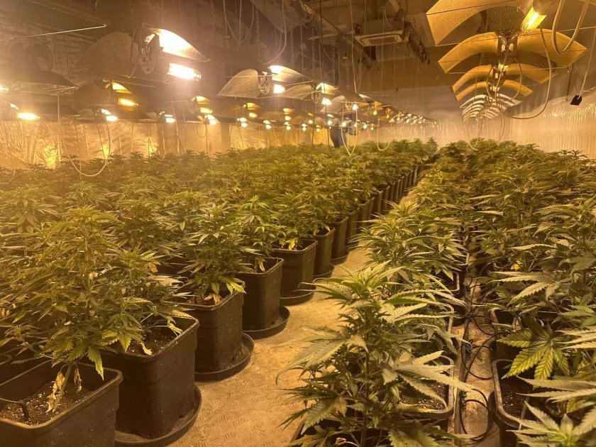 Разкриха две наркооранжерии във Варна