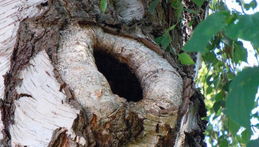 Учени откриха дъвка на 9700 г. - ето от какво са боледували прадедите ни