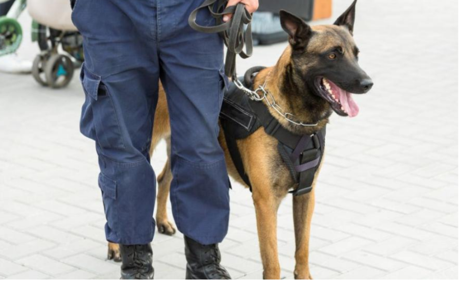 В Украйна обучават кучета за участие в бойни мисии