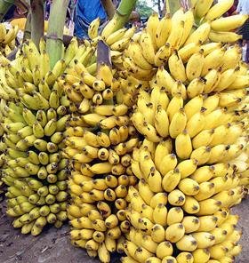 Русия се разсърди на Еквадор, купува си банани от Индия