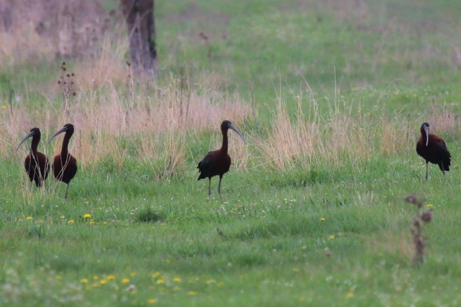 Нови три защитени територии обяви Министерството на околната среда и водите