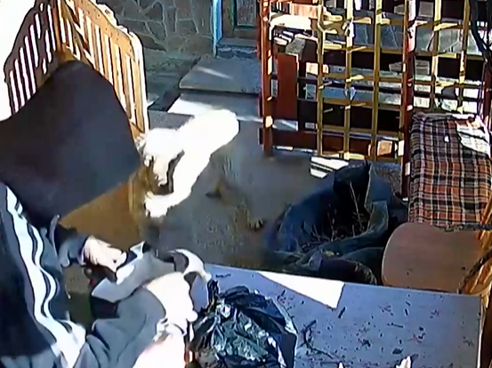 Агресивен психар тормози жителите на Годеч