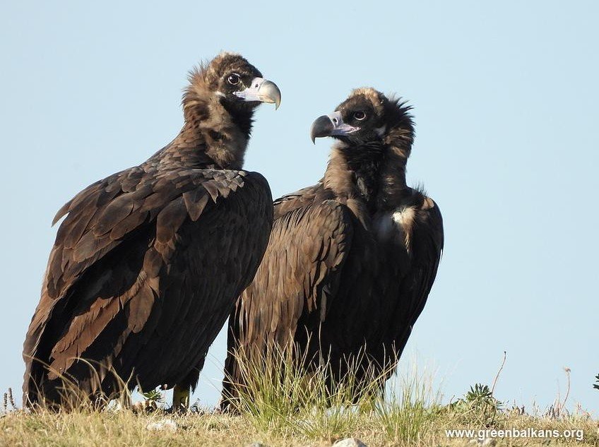 ПРОЛЕТТА Е НЕУДЪРЖИМА: Две двойки черни лешояди снесоха яйца