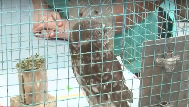 Откриха мъртви животни и редки видове птици в Западна Странджа