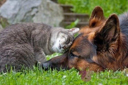 Изверг трови кучета и котки в село до Габрово, жертвите са десетки