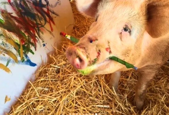 Почина Пигкасо - прасето, което нарисува стотици картини (ВИДЕО)