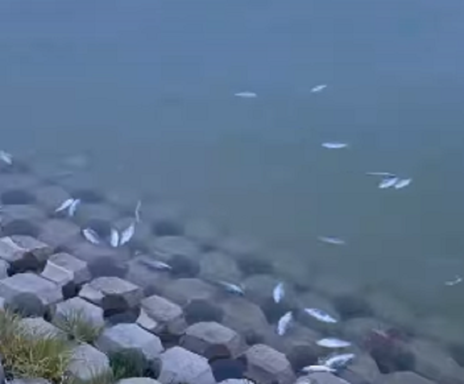 Община Пловдив обясни за мъртвата риба в Гребния канал