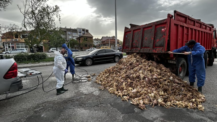 Камион разпиля стотици умъртвени заради птичи грип пилета в Хасково (СНИМКИ)
