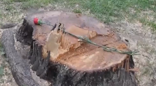В Дупница положиха карамфили върху дънерите на отсечени дървета