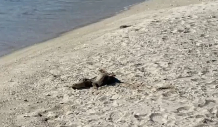 Мъртви делфини изплуваха на плажа в Кранево