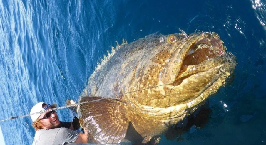 Хищна риба в Черно море: Опасна ли е тя за риболова
