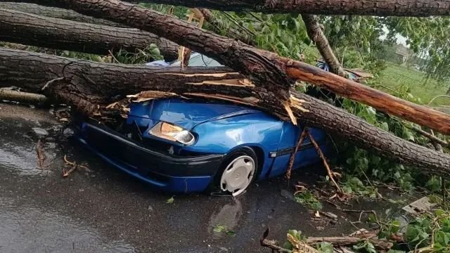 Дърво се стовари върху колата на мъж, той оцеля по чудо (СНИМКИ)