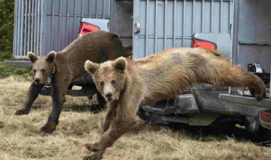 Върнаха в природата Никола, Мишо и Анета - три спасени мечета-сирачета