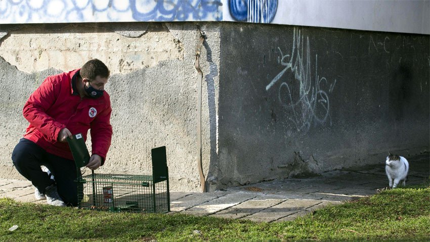 Район Средец с кастрационна кампания за бездомни котки