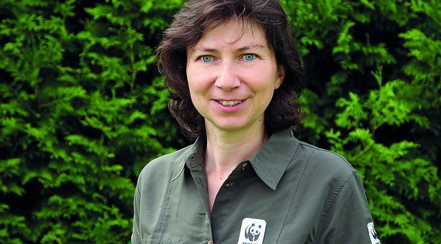 Зелените отново искат забрана на пашата в трите национални парка