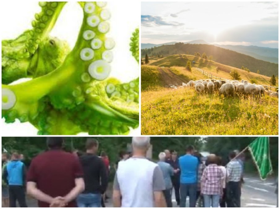 ПИСНА ИМ! Животновъди скочиха срещу зеления терор - блокират пътища, вдигат палатков лагер