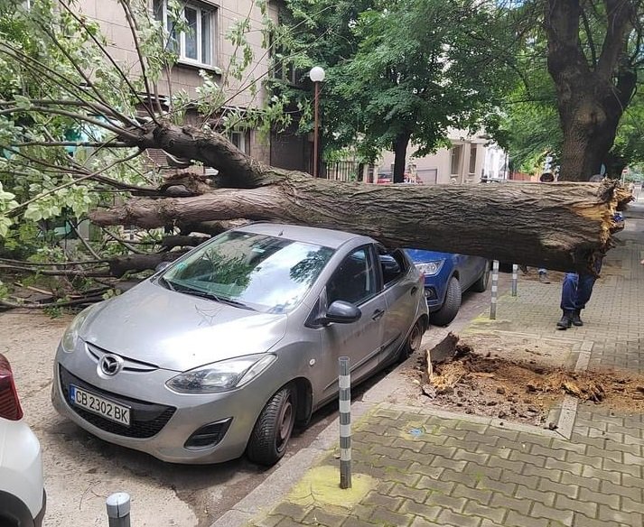 Дърво падна върху автомобил до Пето районно в София