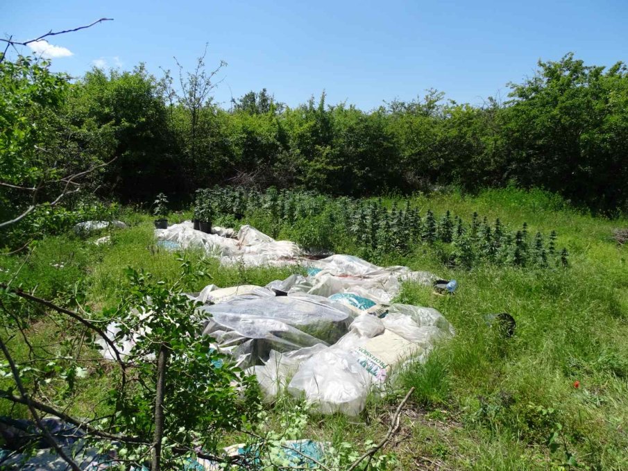 Разкриха наркооранжерия в гора край Добрич