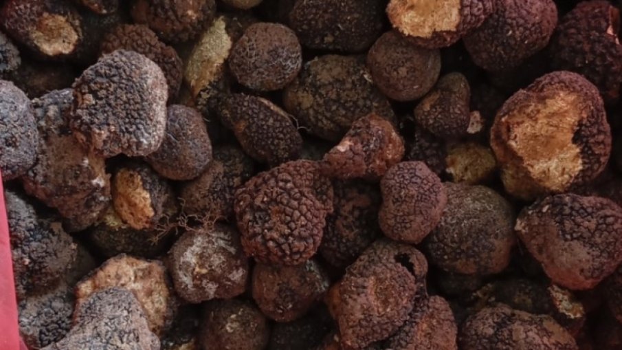 60 кила контрабандни черни трюфели хванаха на Капитан Андреево