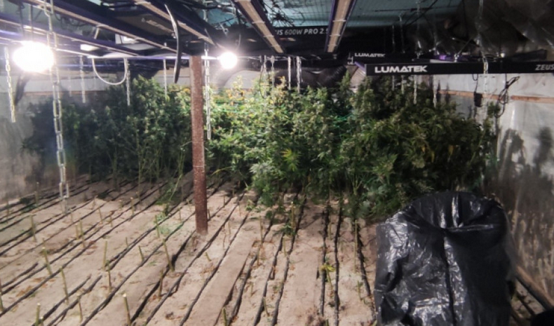 Разкриха оранжерия за отглеждане на марихуана в авренското село Садово