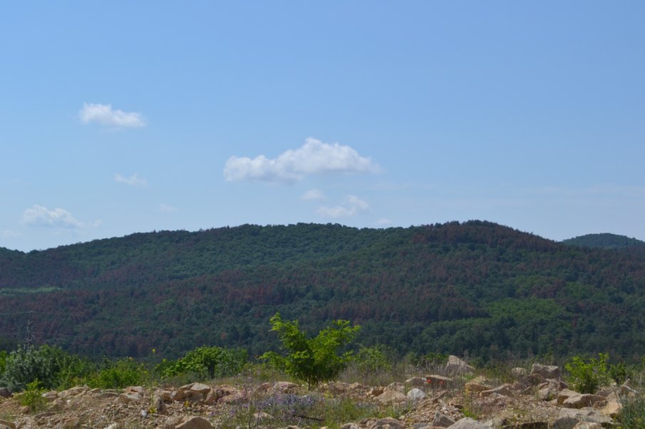 Обявиха пожароопасният сезон в горските територии в цялата страна