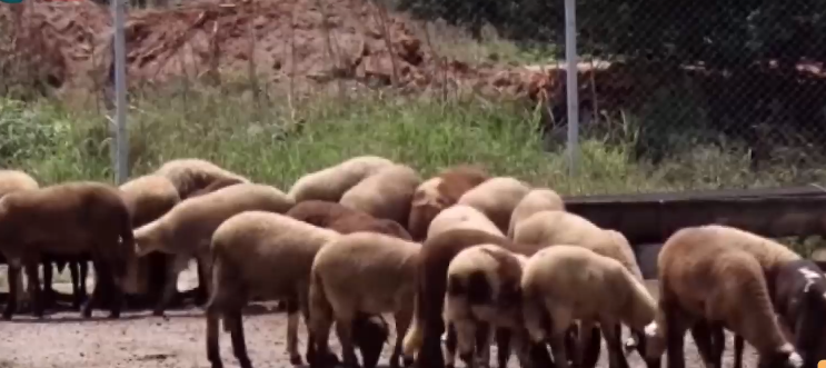 Протест на животновъди блокира Подбалканския път