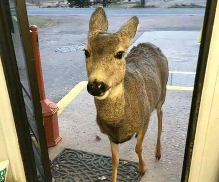 В Шумен спасиха изплашена от бурята сърна