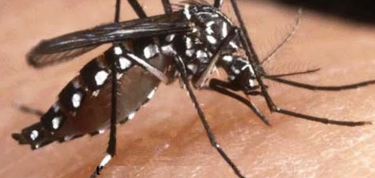 НАПАСТ: Атакуват ни тигрови комари атакуват - ето какви са рисковете от ухапване