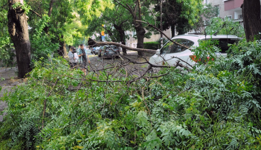 На 15 места по пътища в Монтанско при бурята снощи са паднали дървета