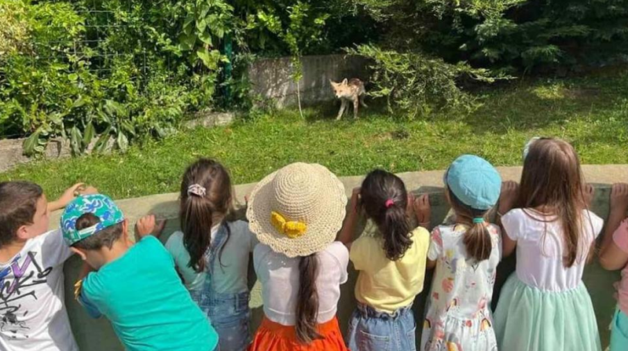 Бебета лисичета „ходят“ на детска градина в София