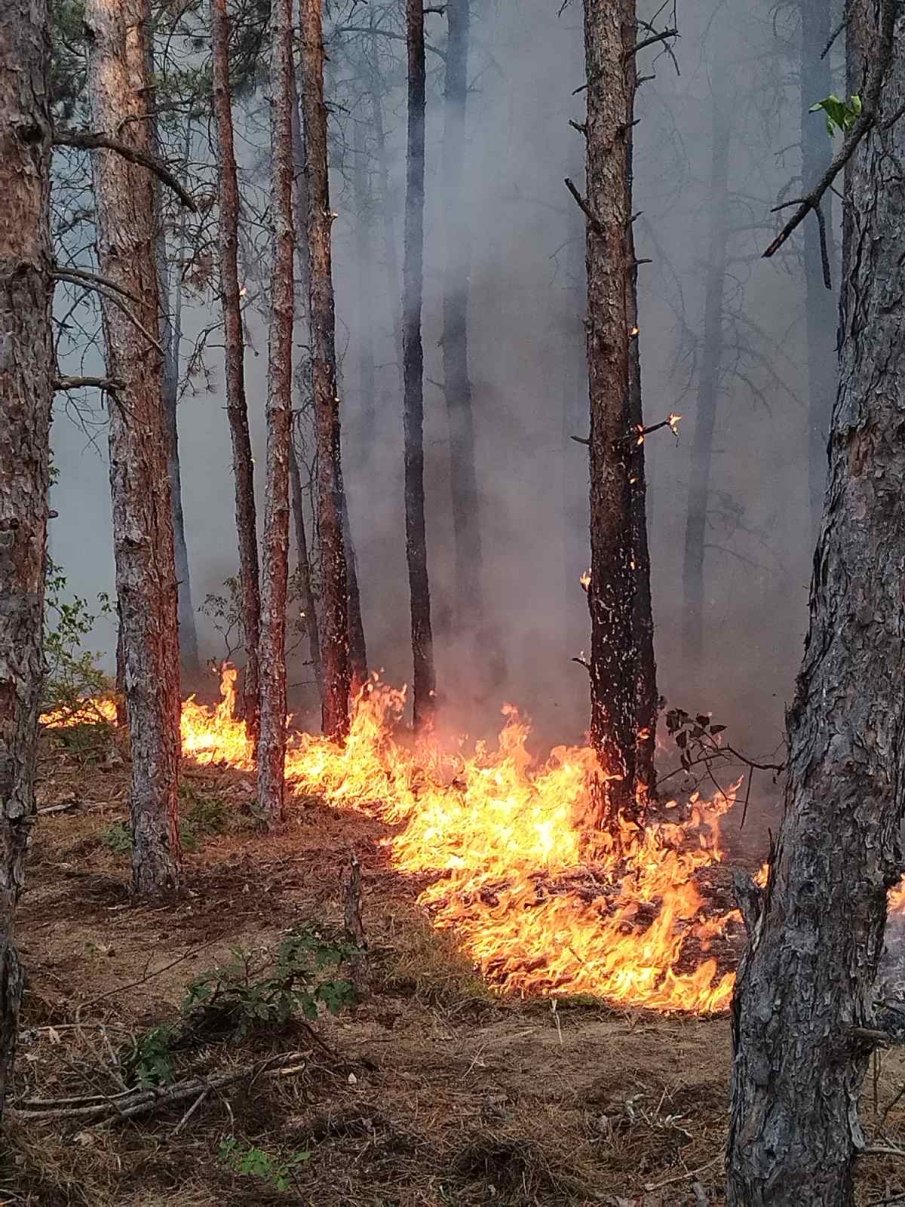 10 декара иглолистна гора изгоряха в Родопите край село Барутин