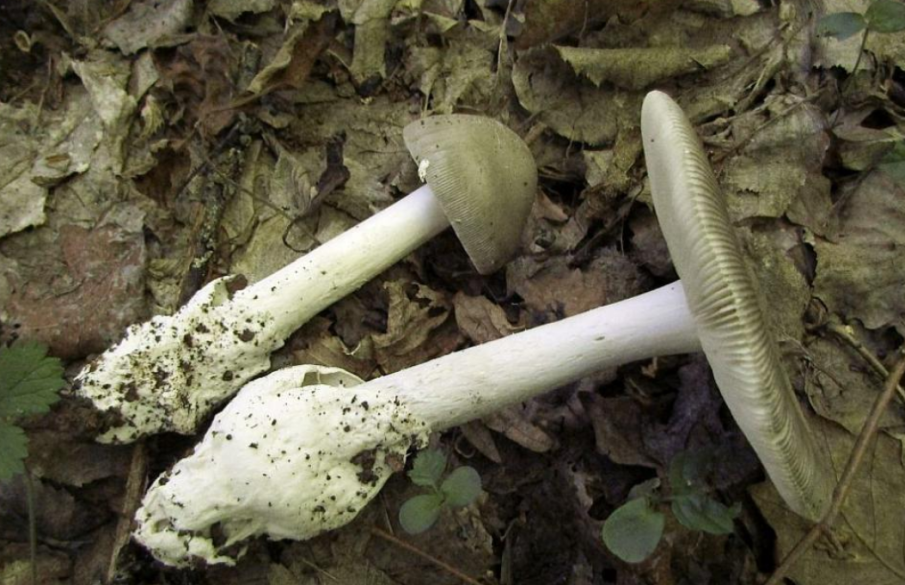 Учени откриха непозната за науката гъба в софийски парк