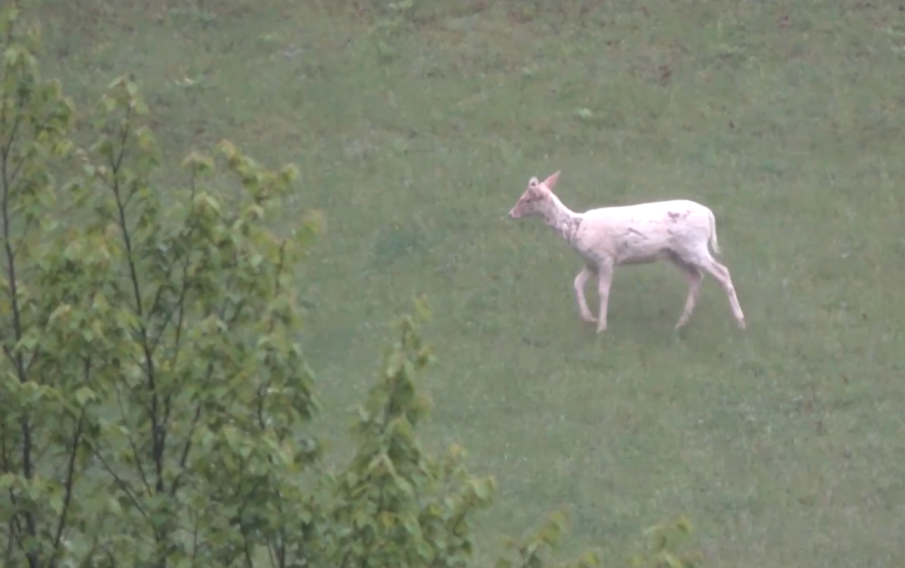 Заснеха рядко срещан бял елен в Родопите