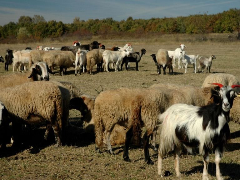 ОПАСНО: Чума по животни близо до българо-гръцката граница