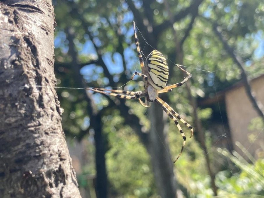 ПАЗЕТЕ СЕ: Огромни тигрови паяци плашат градинари и туристи у нас