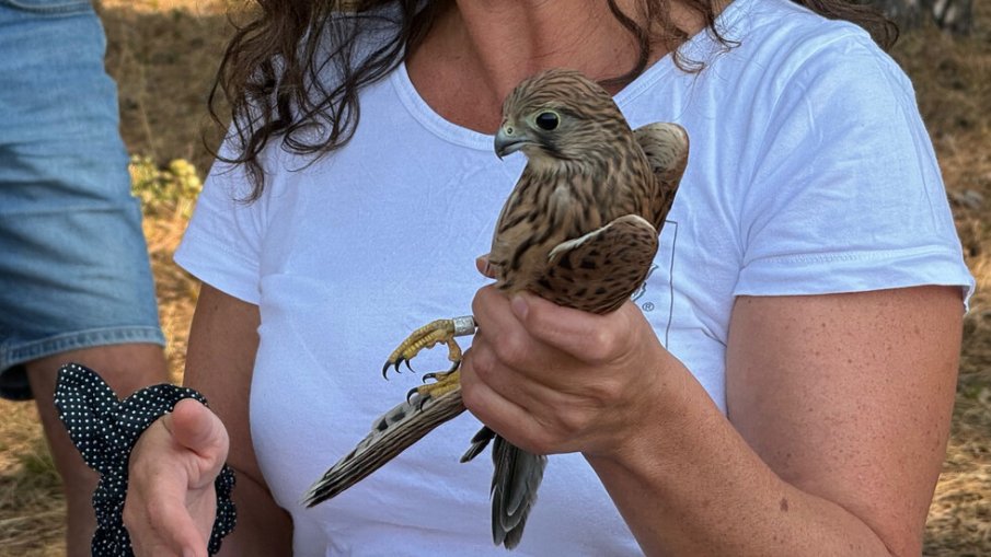 Освободиха 12 грабливи птици край София