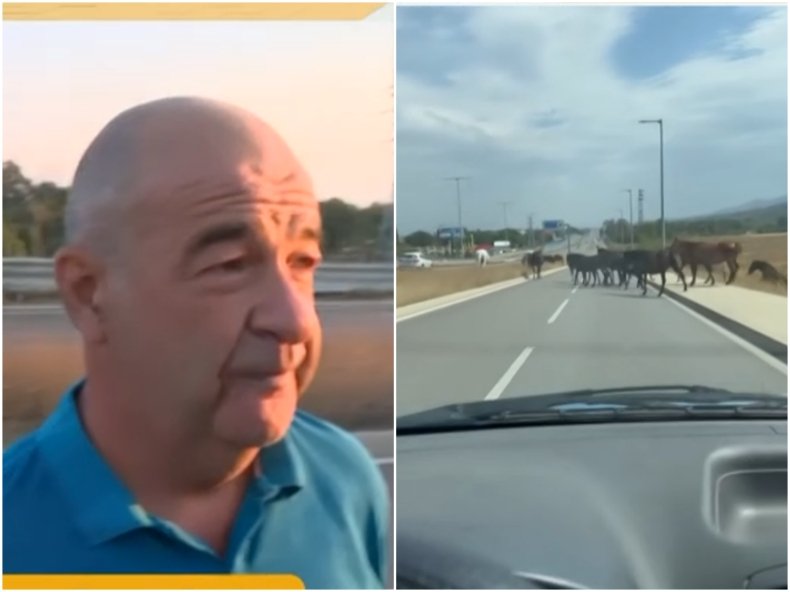 ШАШ: Стадо коне препуска на Околовръстното в София