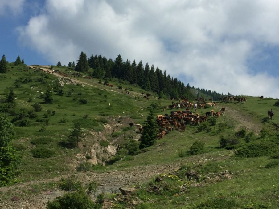 Жена се изгуби в Родопите, намериха я бързо