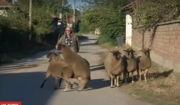 Масово отравяне на домашни любимци във великотърновско село