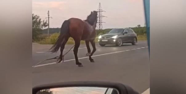 Кон предизвика катастрофа с бус, превозващ деца