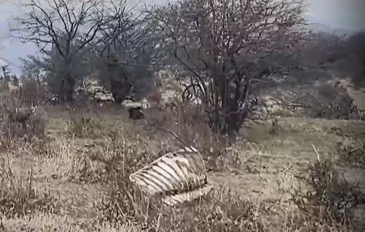 Екобомба цъка в Балкана заради трупове на животни