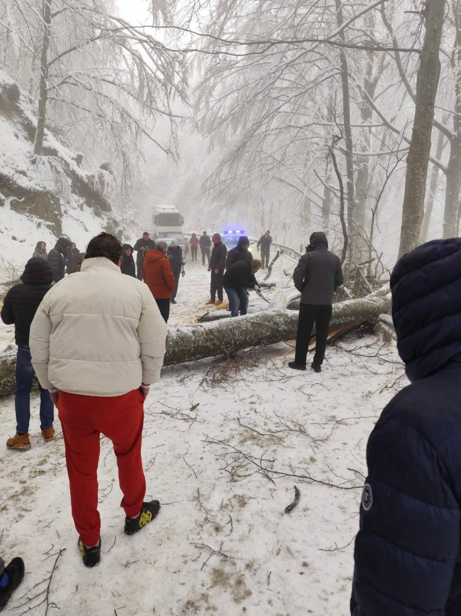 Проходът Петрохан остава затворен повече от 15 часа заради паднали дървета (СНИМКИ)